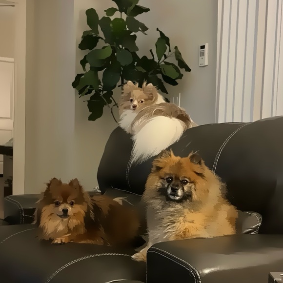 Meet your Posher, Milagros aka Millie - Picture 4 of 11